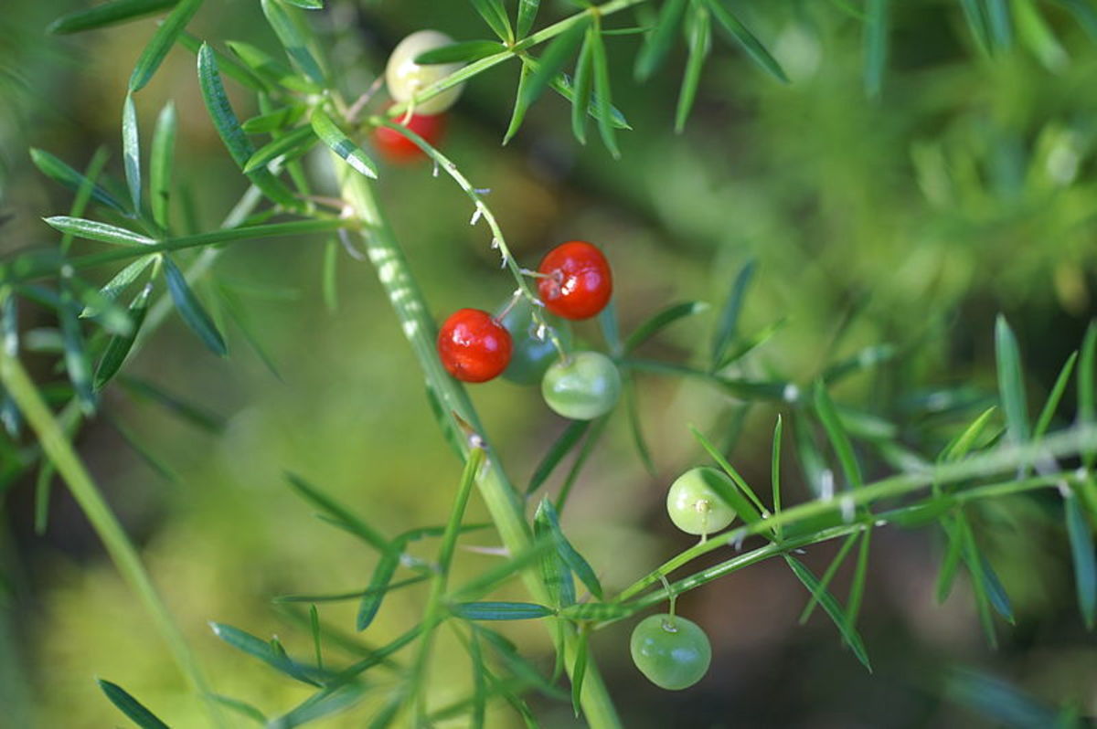 The berries start out green, then turn red when they ripen.  Birds love them.