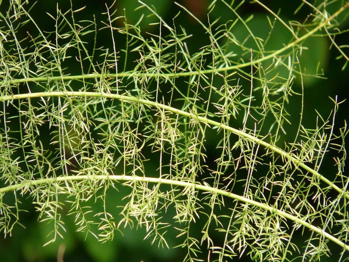 Asparagus fern "fronds" are actually long stems with needle-like leaves.
