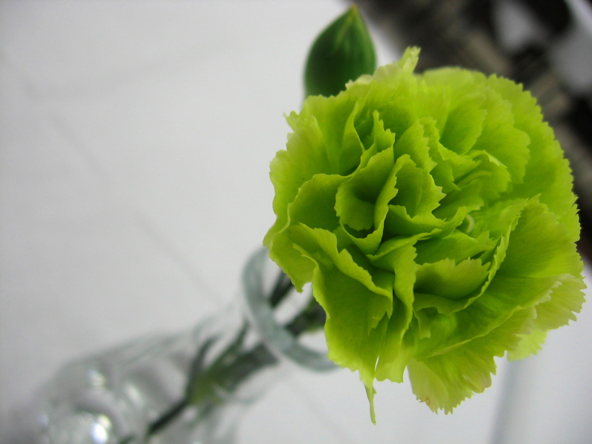 green-flowers-for-gardens-and-flower-arrangements