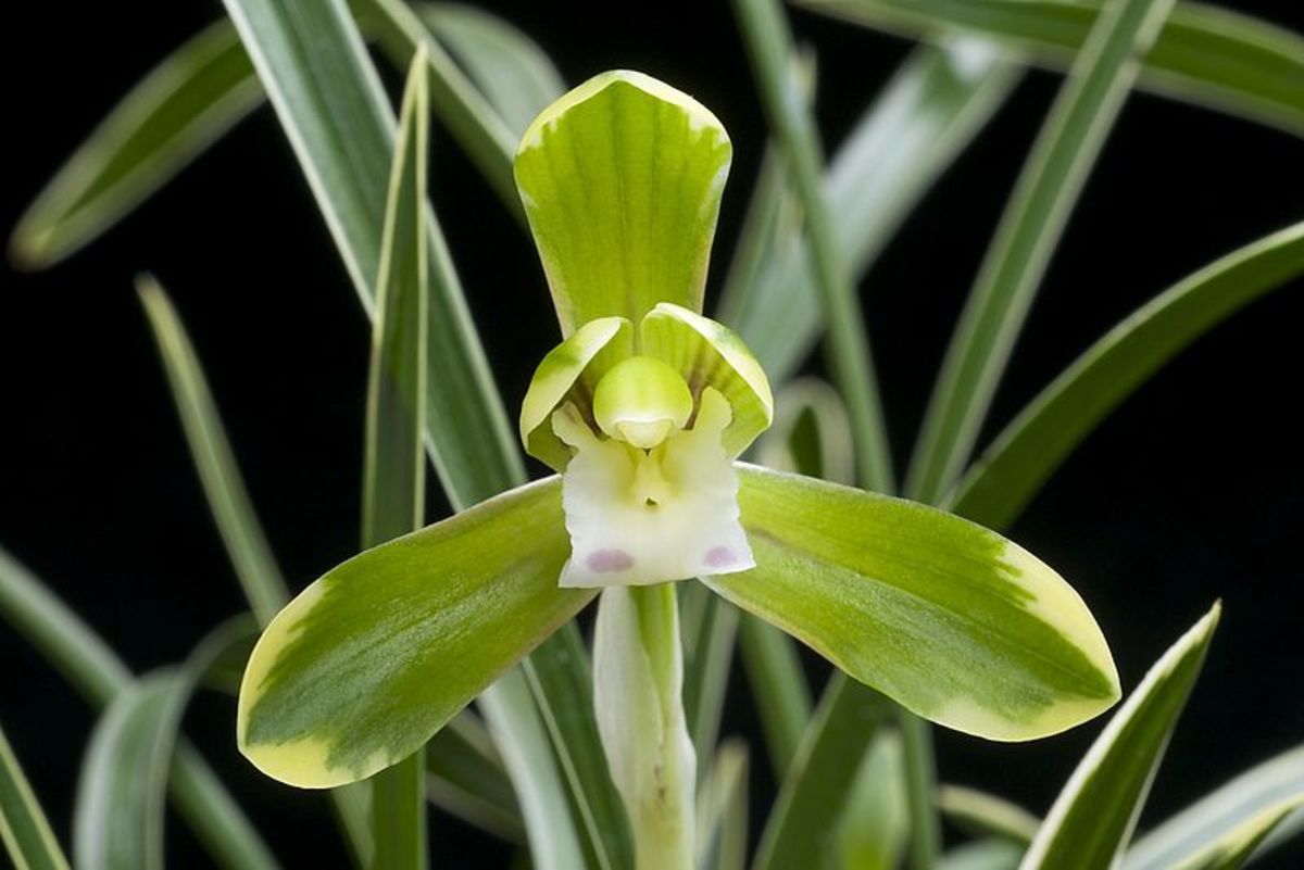 Green Cymbidium Orchid