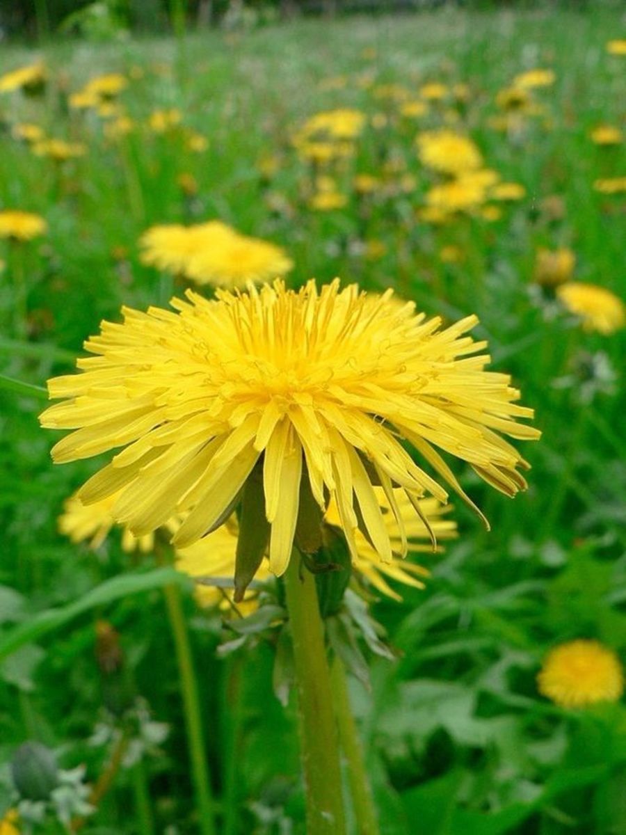 How To Forage For Wild Food In Towns And Cities - Dengarden