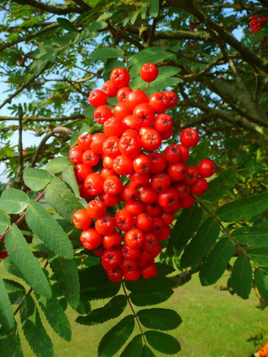 How to Forage and Use Rowanberries