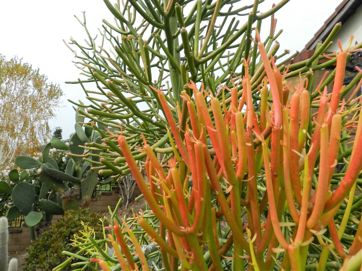 How to Care for Fire Sticks Succulents