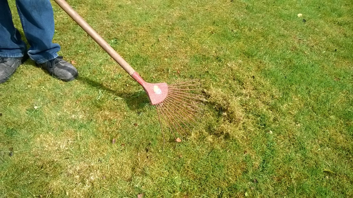 Give your lawn a thorough rake. This helps to remove moss and dead vegetation.