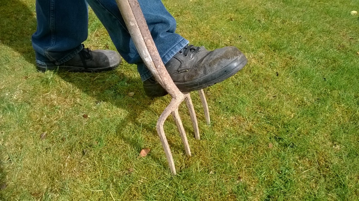 Forking a lawn at 1 foot intervals helps to aerate and improve drainage. Drive the fork fully down into the ground