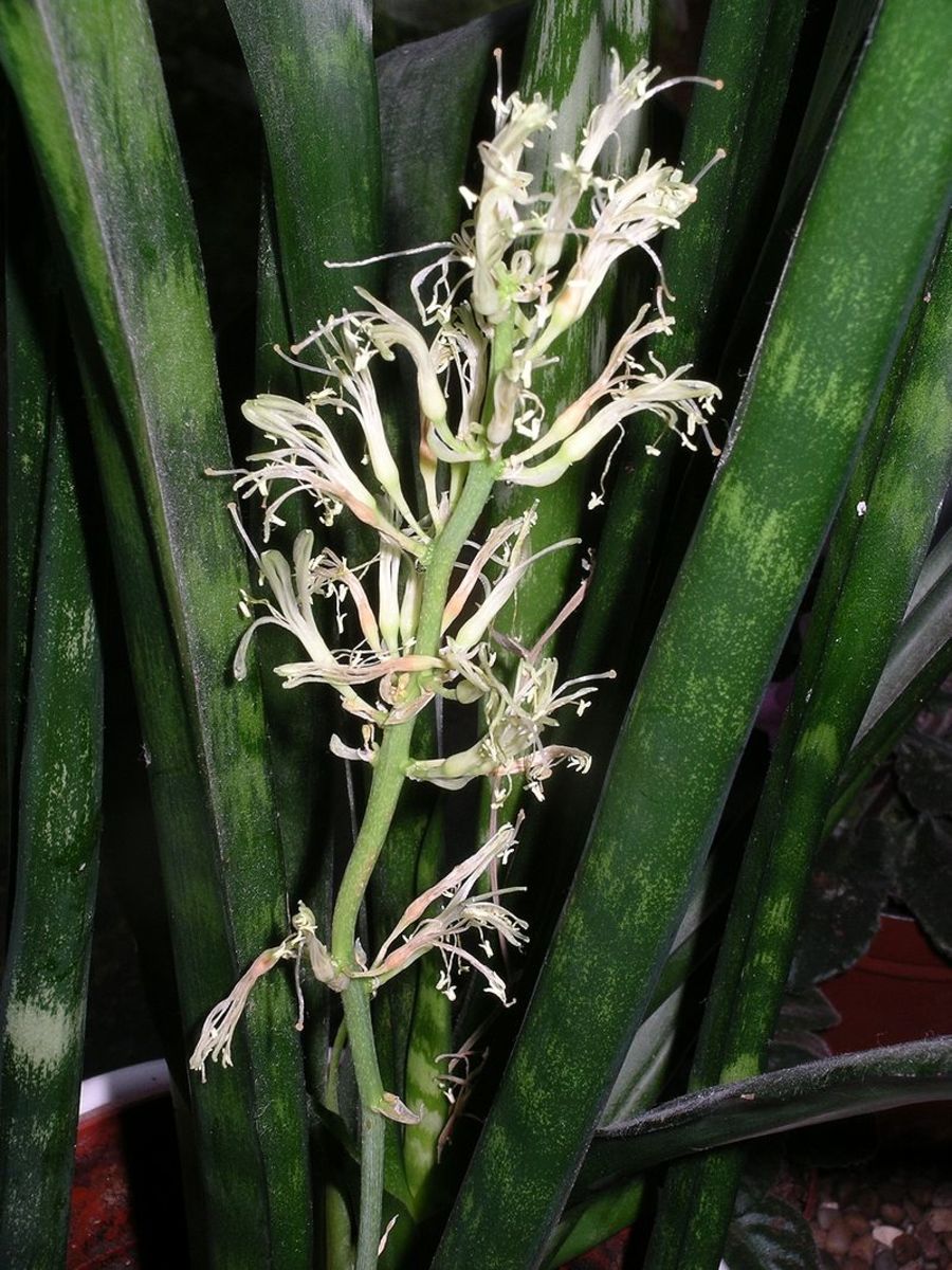 Sansevieria flowers grow on long stems known as racemes.