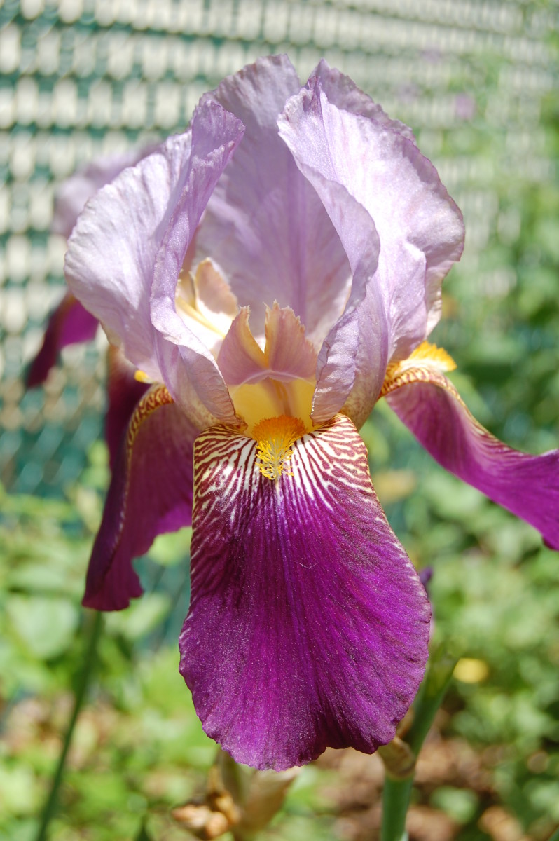 Bicolor Bearded Iris