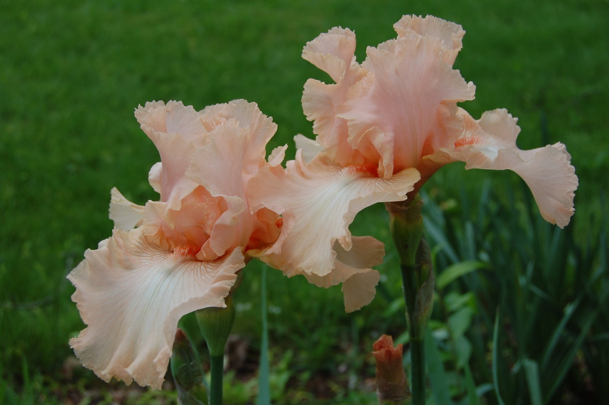 Peach Bearded Iris