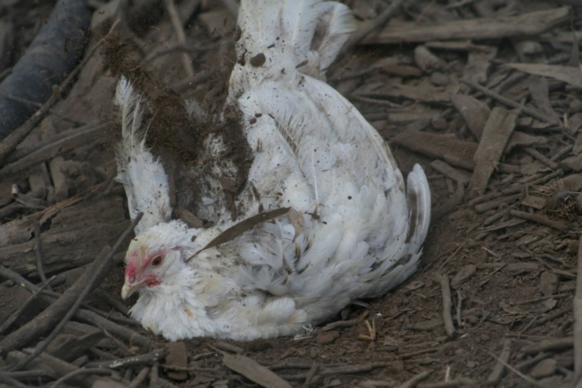 I don't know if you've ever watched a hen or rooster taking a dust bath, but they are very thorough and seem to enjoy the process a great deal.