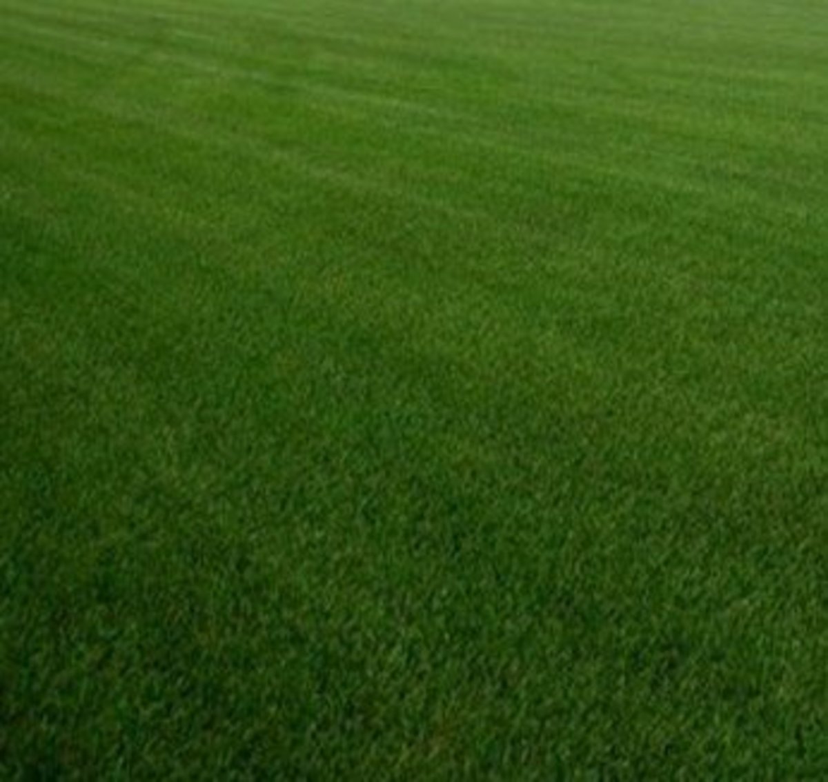 grass-seed-planting-in-ohio-dengarden