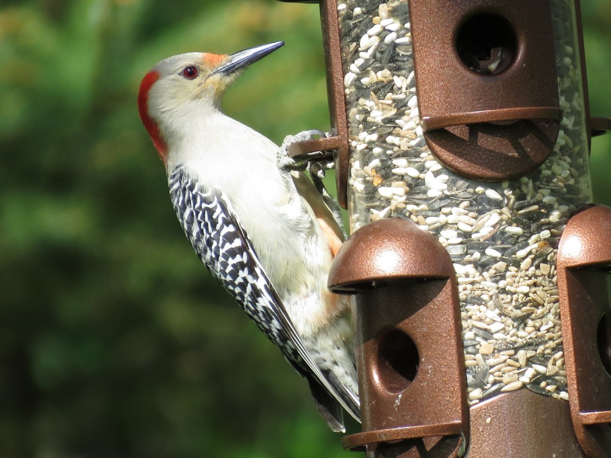 Squirrel-resistant feeders allows birds to access seed, but make it tough for squirrels. 