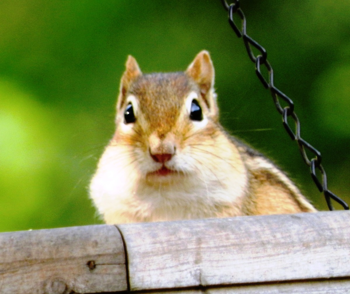 How to Manage Eastern Chipmunk Problems in Your Garden and Yard - Dengarden