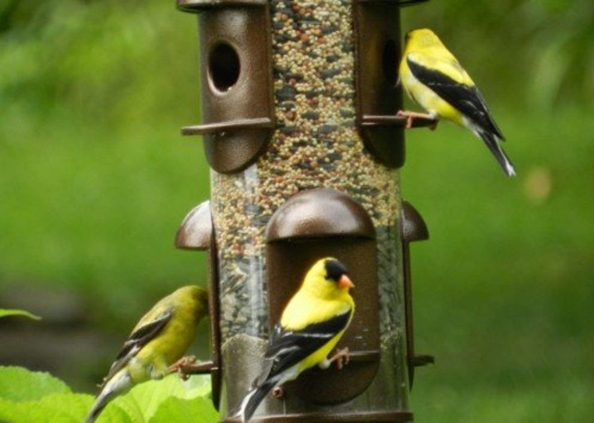 Flock of American Goldfinch