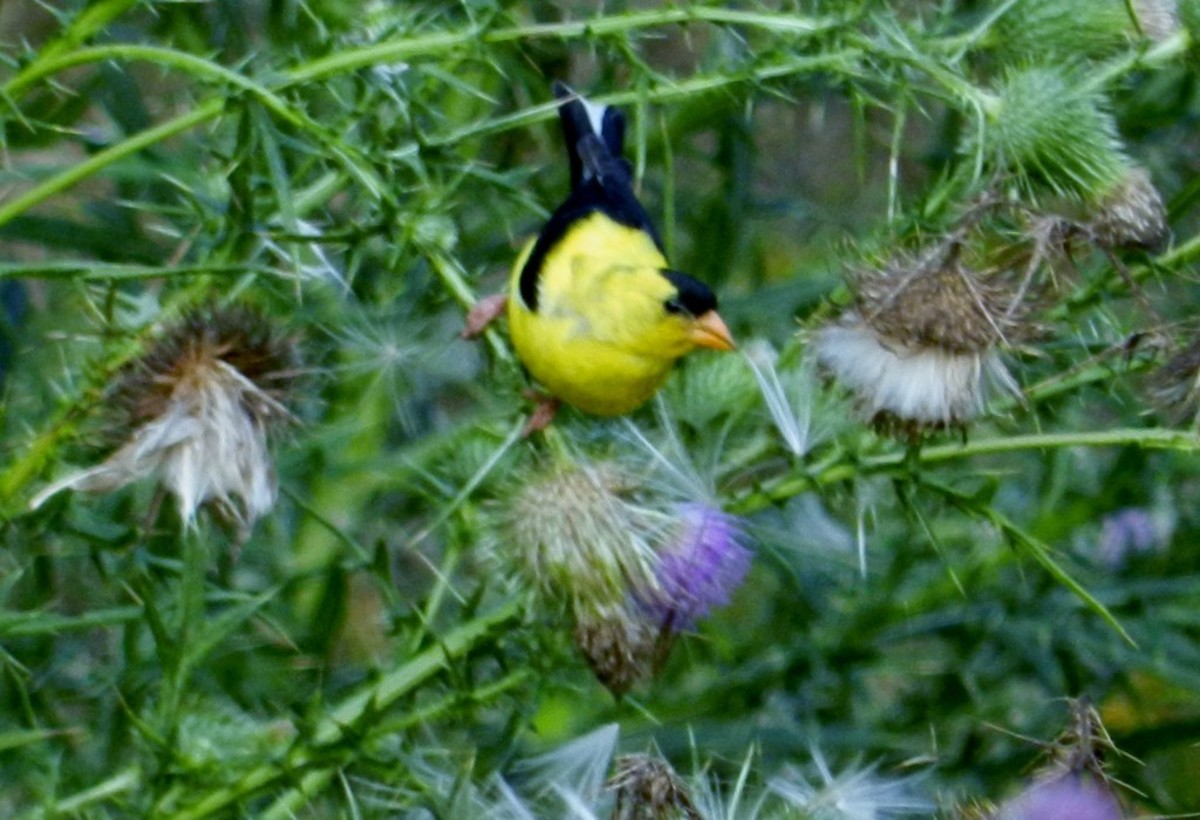 How to Attract Goldfinches to Your Backyard Feeder Dengarden