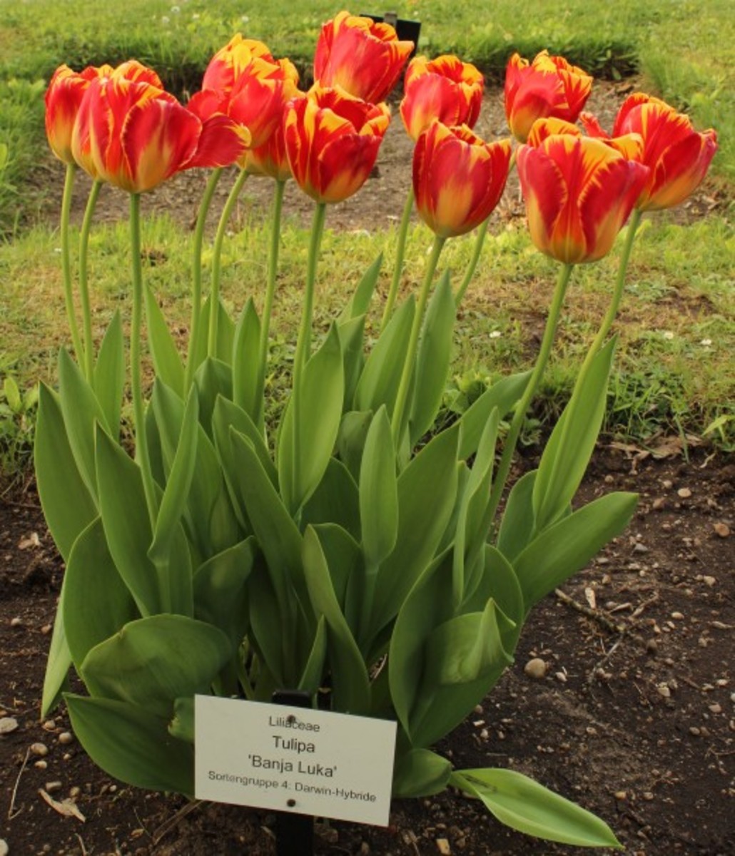 Darwin hybrid tulips.
