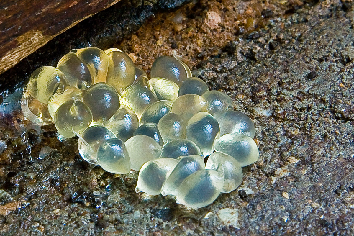 Slug Eggs