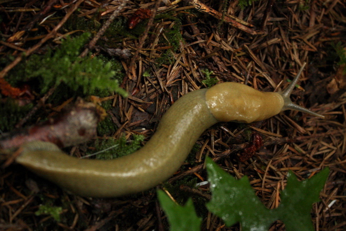 Predator Slug