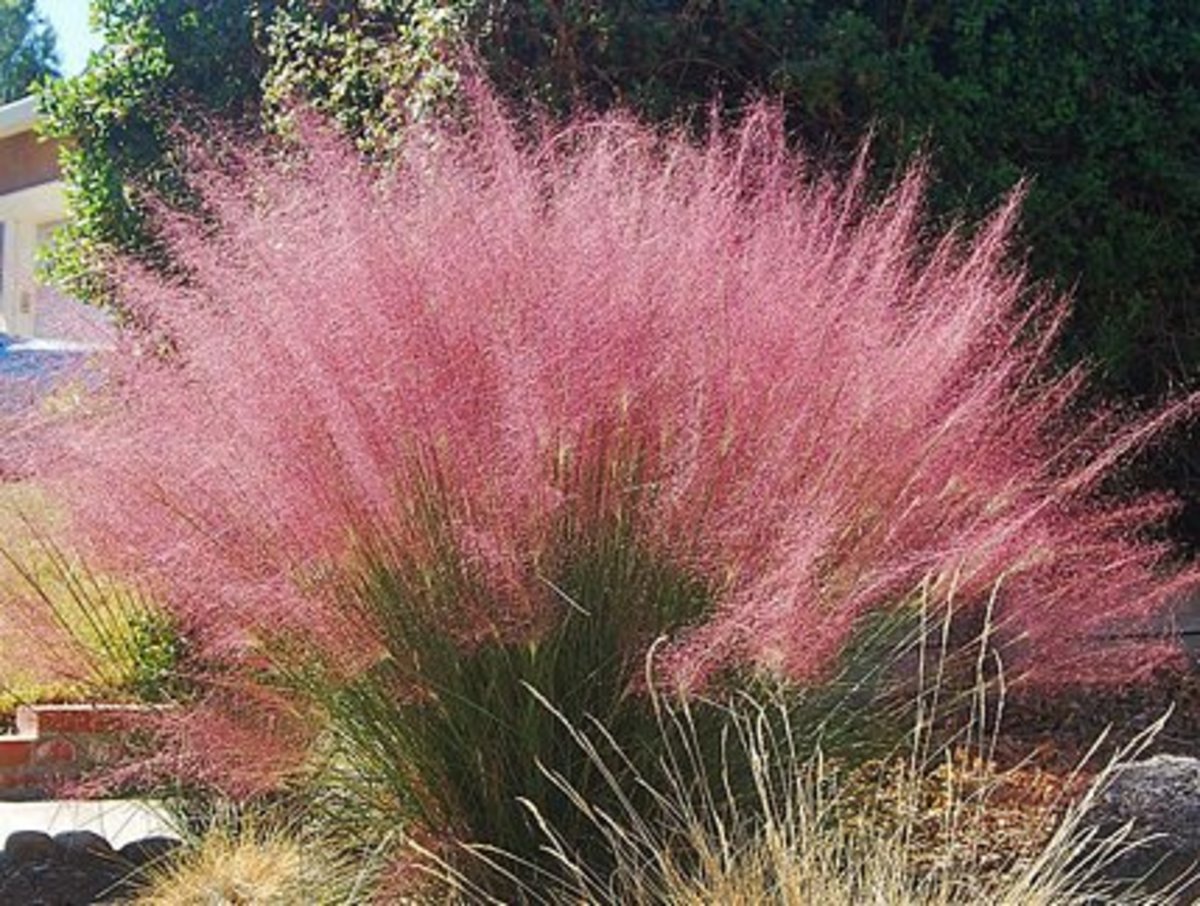 Muhlenbergia capillaris "Lenca"- pink muhly grass.