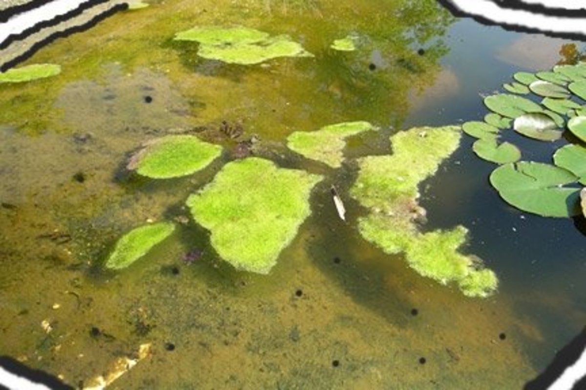 a garden pond with excess algae