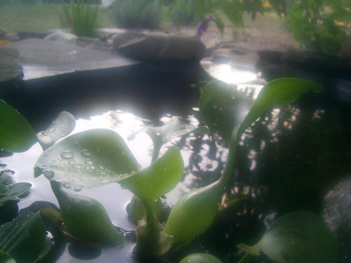 some aquatic plants in a garden pond