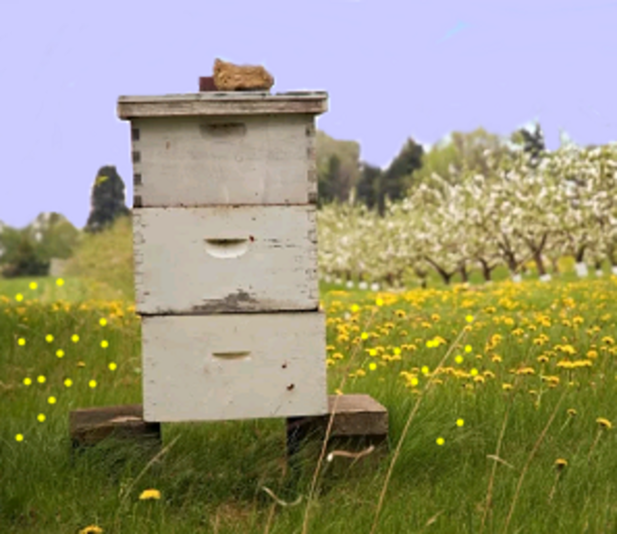 How to Maintain and Care for a Beehive Dengarden