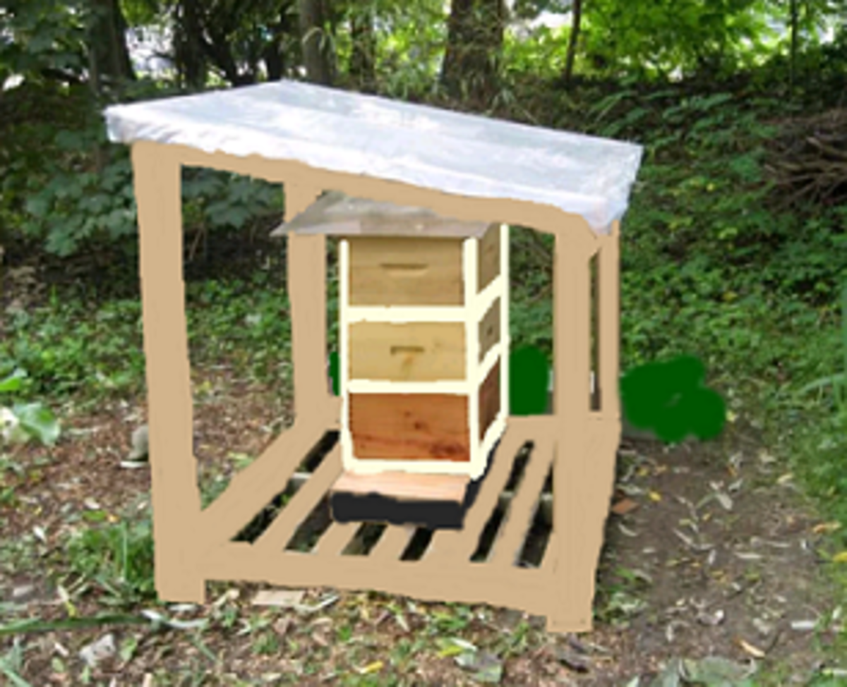 How to Maintain and Care for a Beehive Dengarden