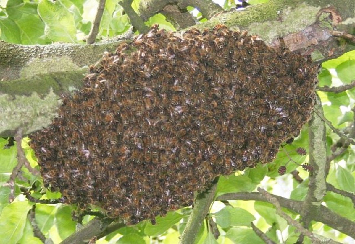 Honey Bee Flying To Hive