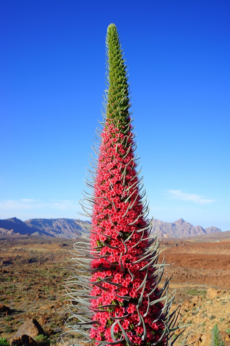 Red Bugloss or Mt Teide Bugloss (Echium wildpretii)