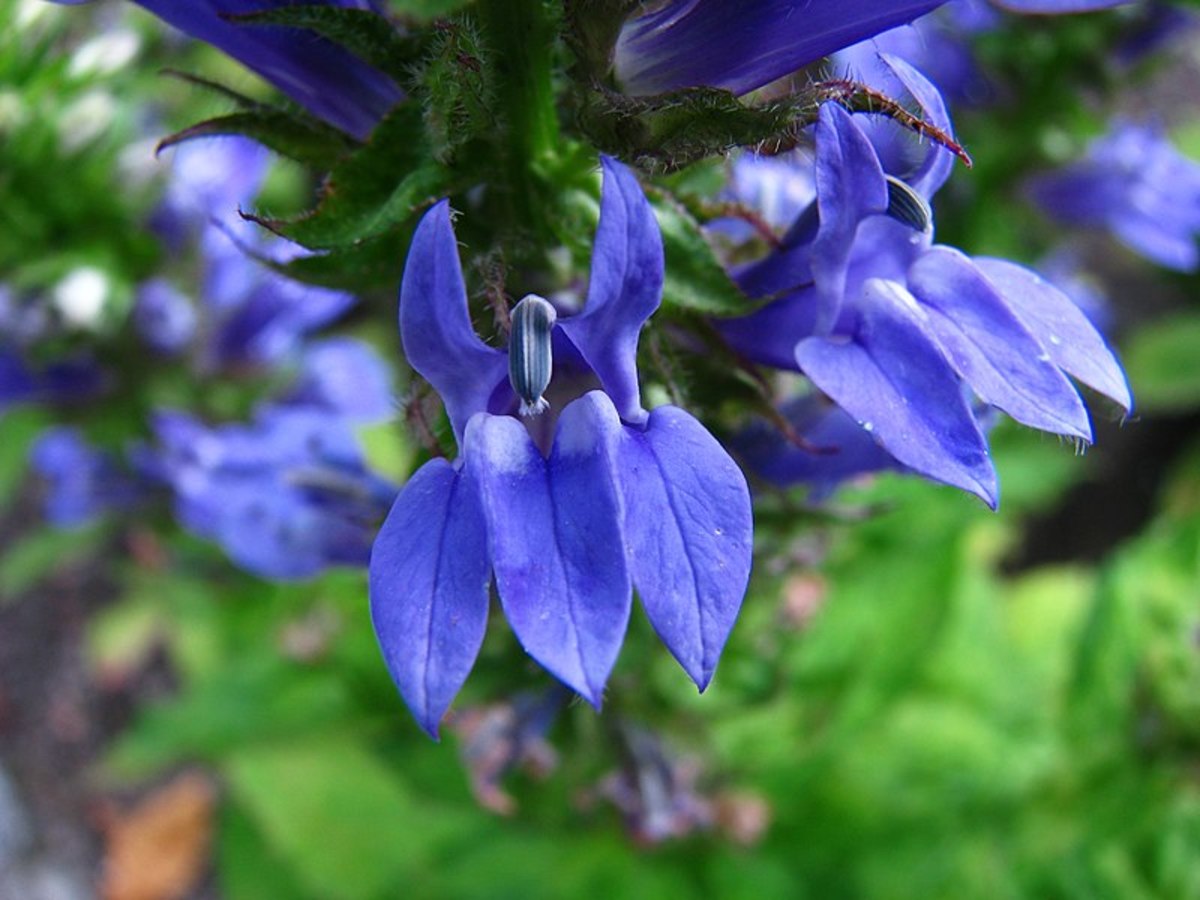 Great Blue Lobelia flowers attract both butterflies and hummingbirds.