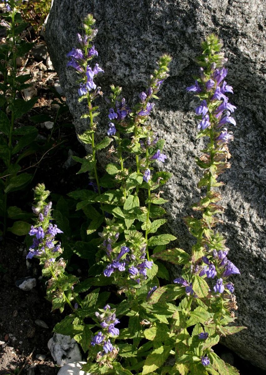 Great Blue Lobelia are quite tall, growing 2 to 3 feet in height.