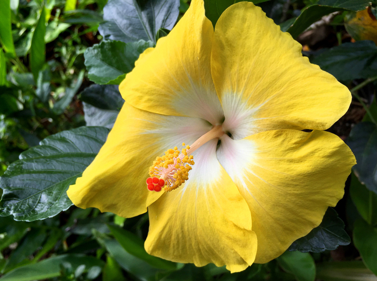 Hibiscus 'bonaire wind' with petals in light shade of yellow and white center.