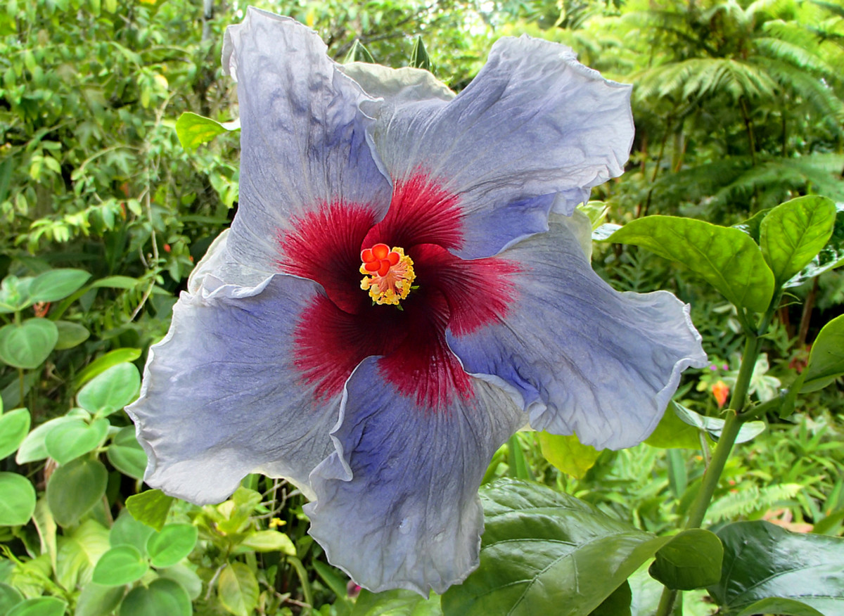 Hibiscus 'Blue Jean Baby' with blue-gray petals and reddish maroon center.