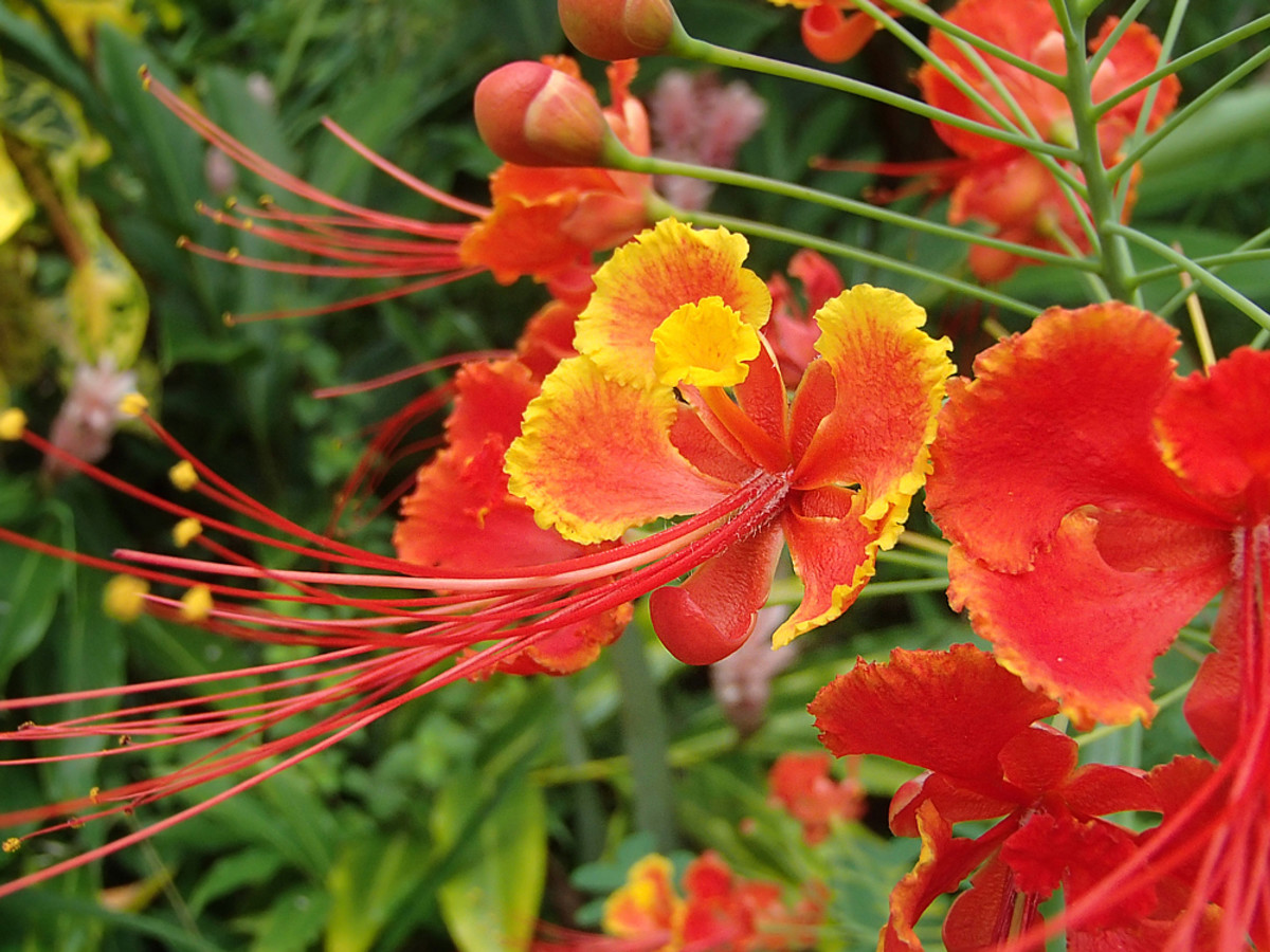 Red color flowers like this dwarf Poinciana are prolific in tropical gardens.