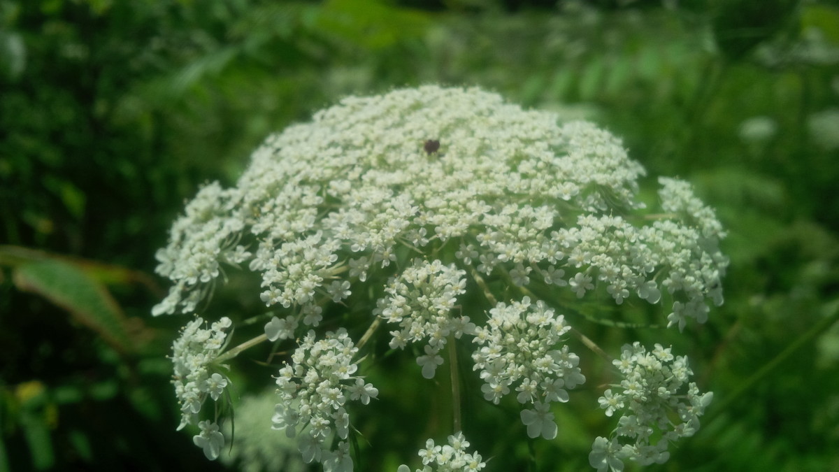 Queen Anne's Lace, a Beloved Wildflower Dengarden Home and Garden