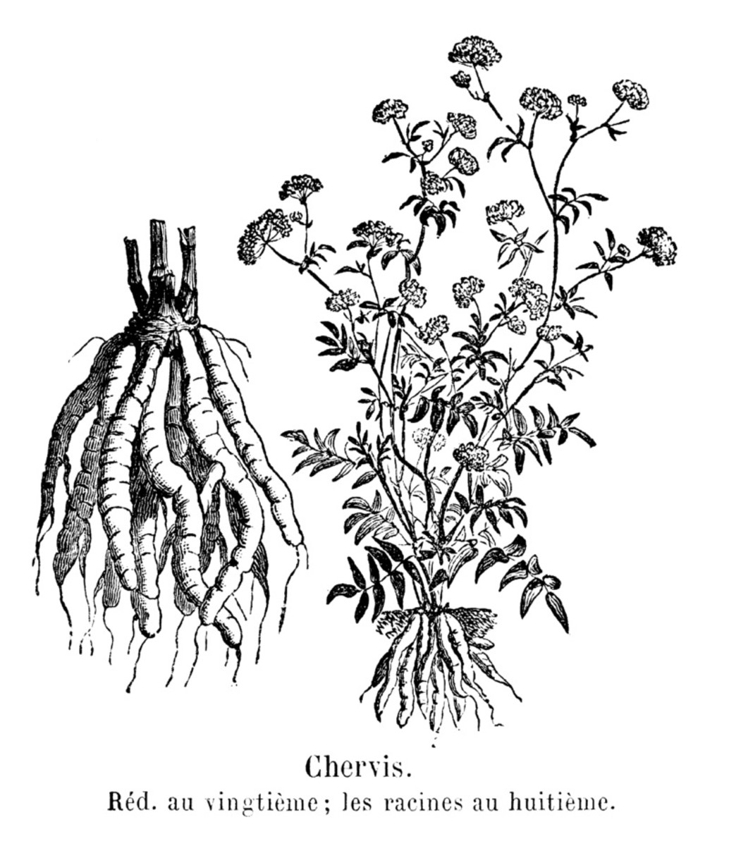 How to Grow Skirret, an Heirloom Vegetable HubPages