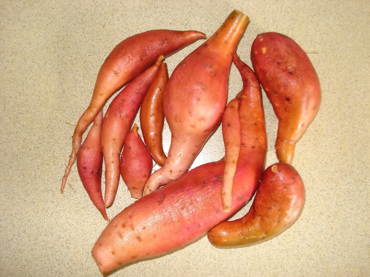 How to Grow Your Own Sweet Potatoes in a Small Container