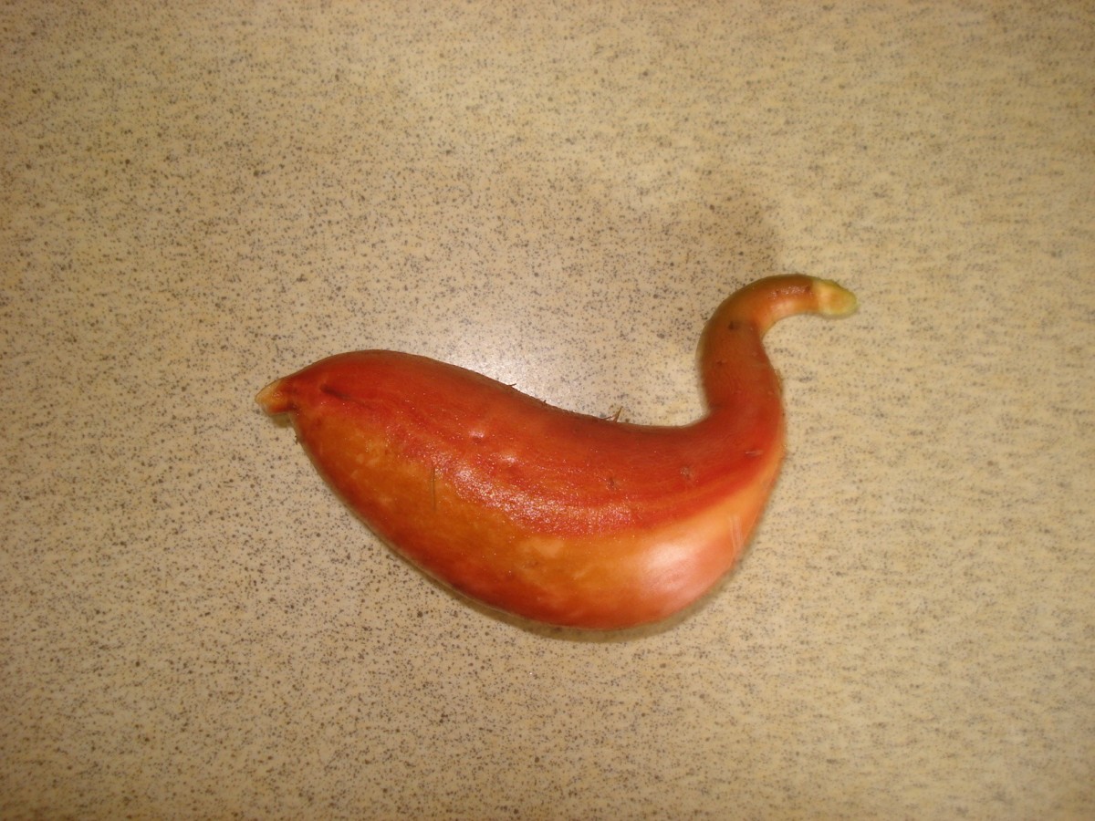 It's shaped like a duck!