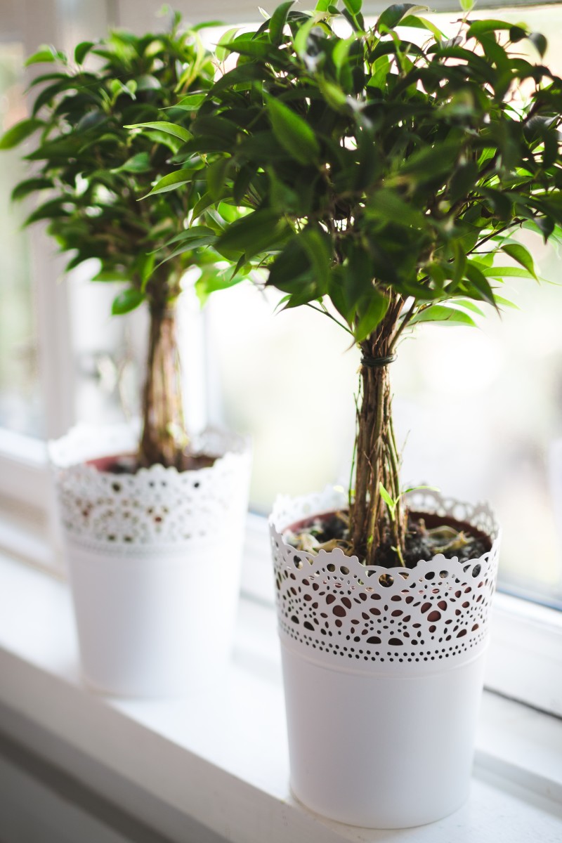 These indoor plants have been double potted in plastic pots and then decorative metal pots.