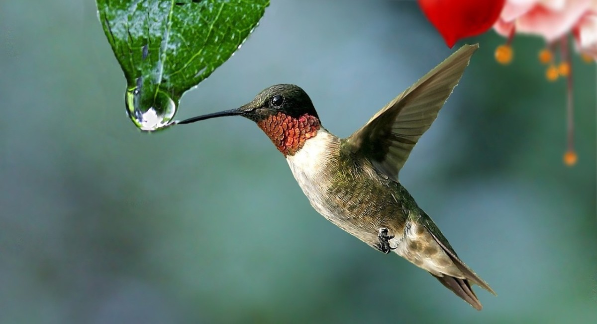 Protect Hummingbird Feeders from Ants