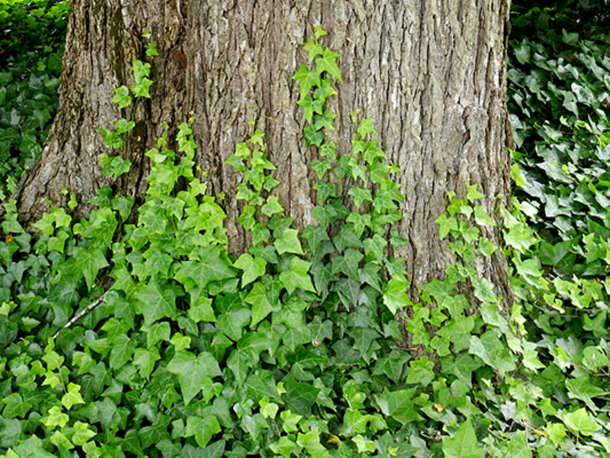 Ivy vines are so romantic and easy to grow.