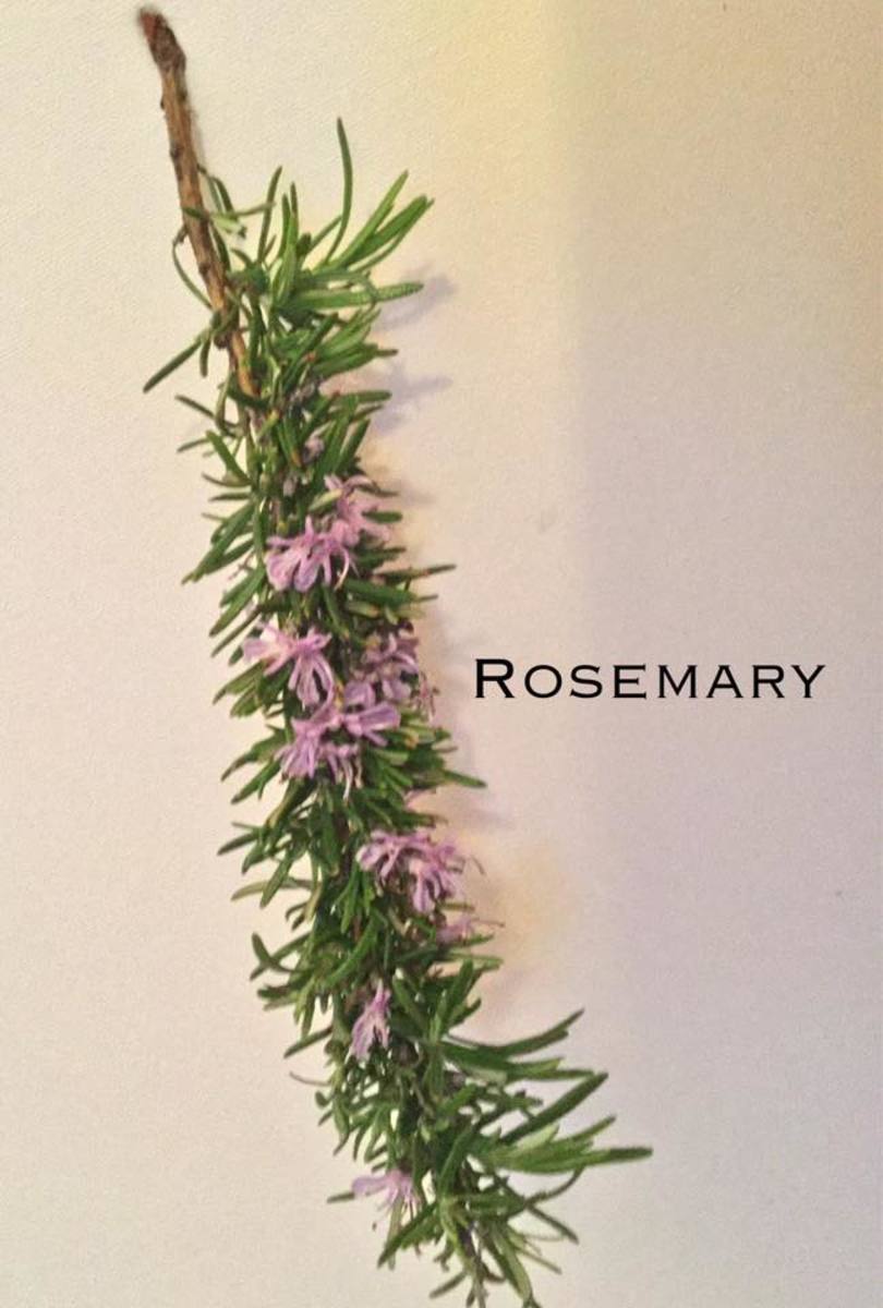 Sprig of rosemary in flower.
