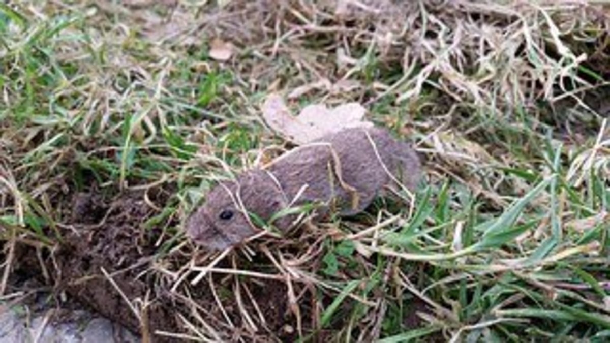Do Mothballs Get Rid Of Moles