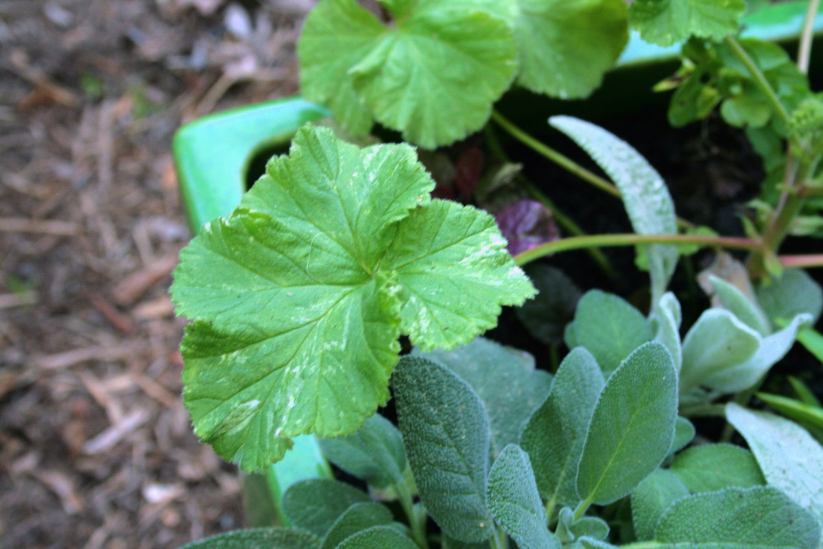 Ajuga, garden sage, lambs ear and scented geranium planted together.