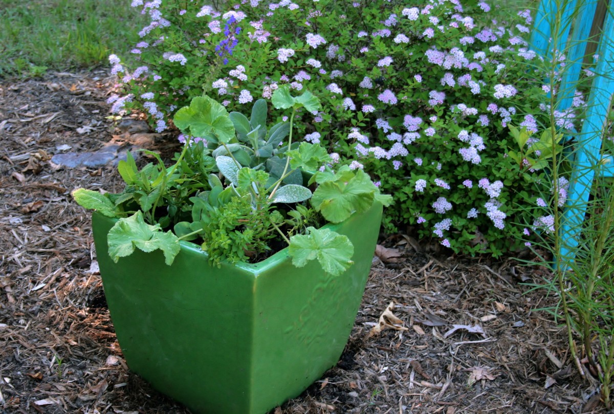 Here is the second pot immediately after planting. At this point, only the salvia is blooming.