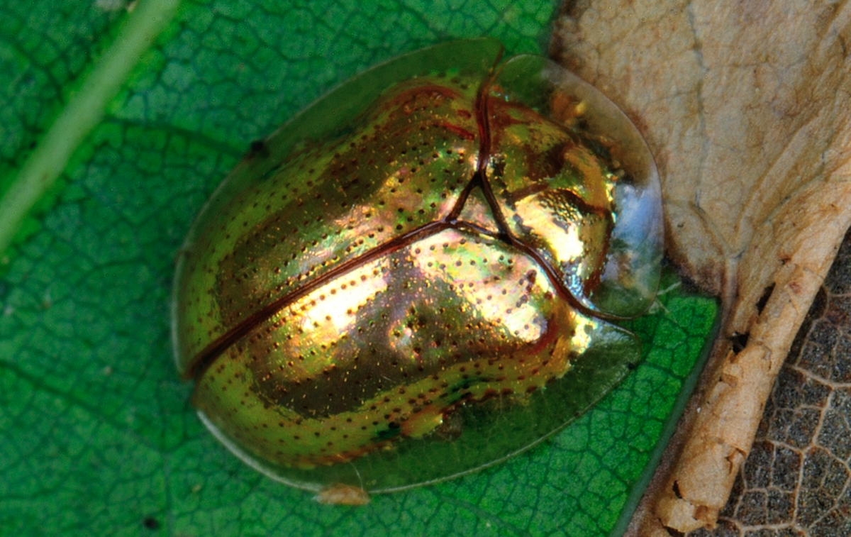 How To Get Rid Of Golden Tortoise Beetles Safely And Organically 