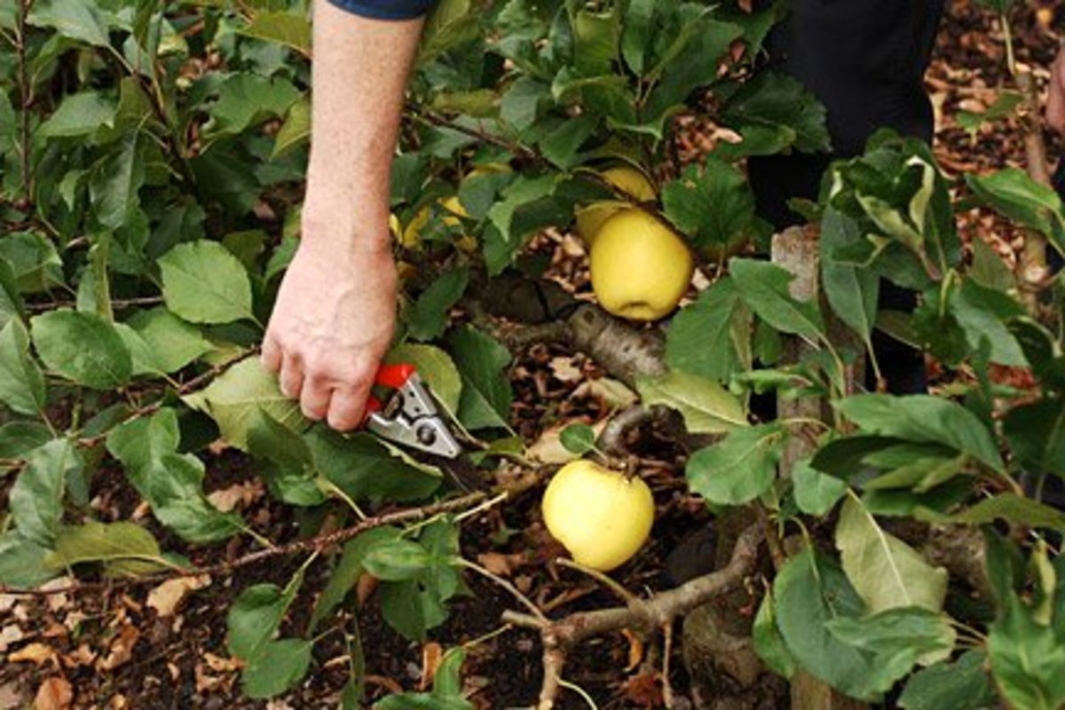 Trimming excessive vegetation helps fruit grow larger. 