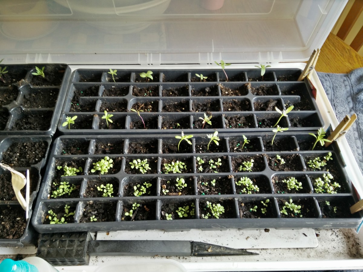 Seed Starting for My Flower Garden: Zinnias, Marigolds, and Petunias, Oh My!