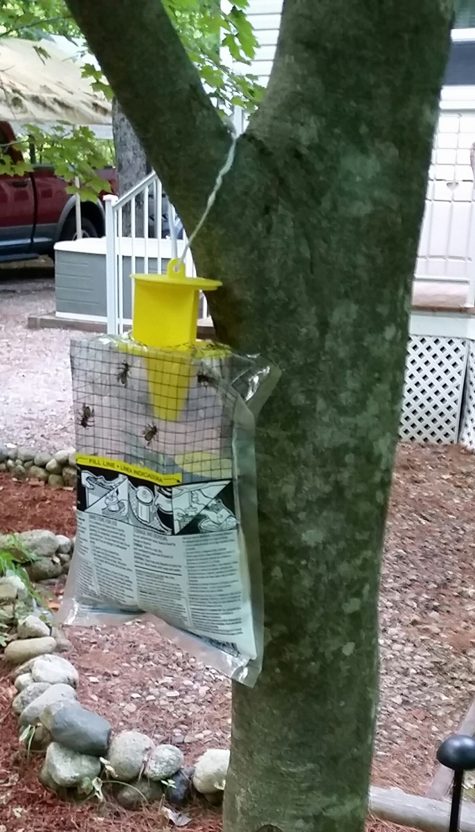 Here's my yellowjacket trap. I tied it to a low branch on a tree. It's away from the house but convenient for me to check on the progress. 