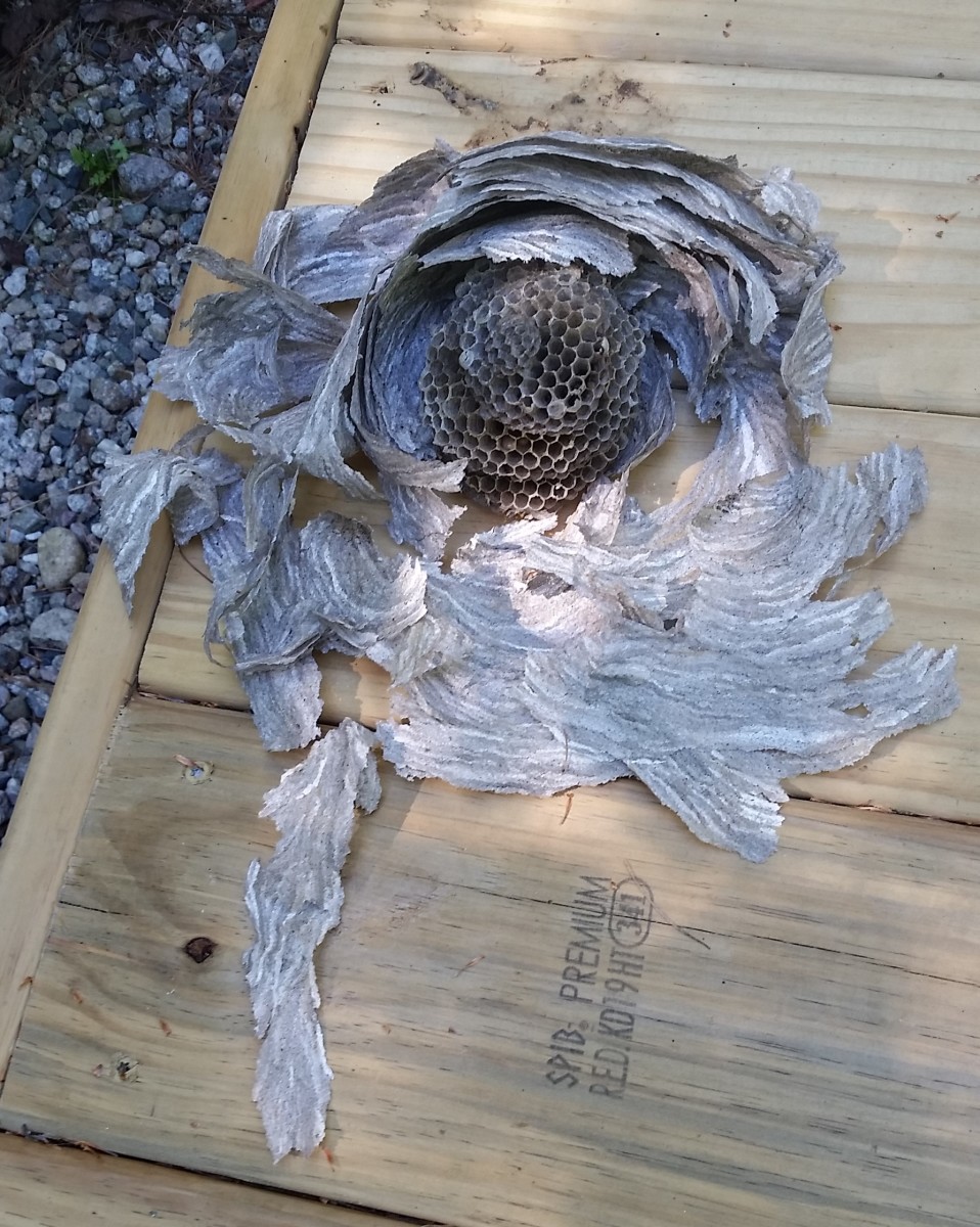 The sections where the larvae grow were in descending sizes. This nest had 4. The outer covering of the nest was a papery balloon to protect the inner part. You can get a little idea from this photo of it's configuration. 