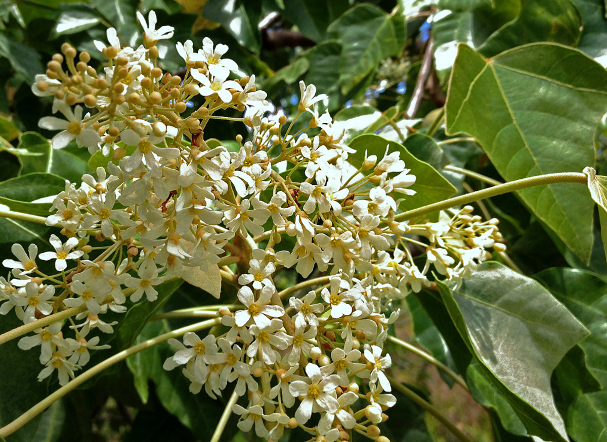 Daisy-like flowers of kukui or candlenut tree.